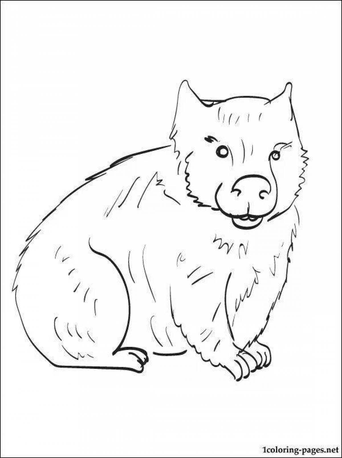 Wombat live coloring page