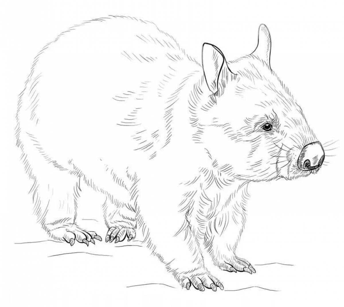Coloring cute wombat