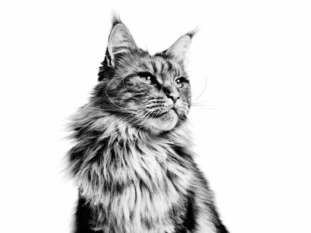 Coloring majestic Maine Coon
