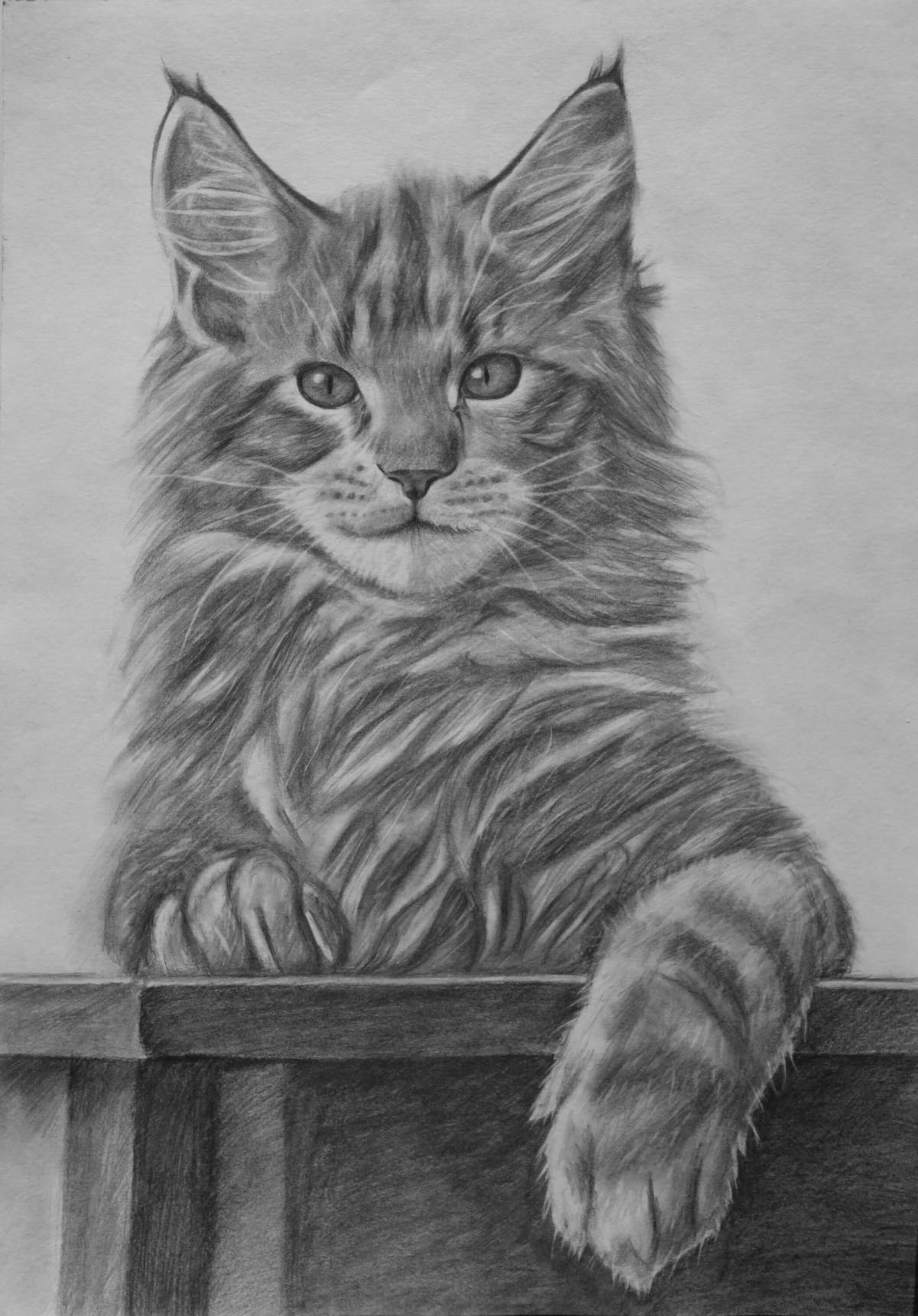 Coloring page fluffy Maine Coon