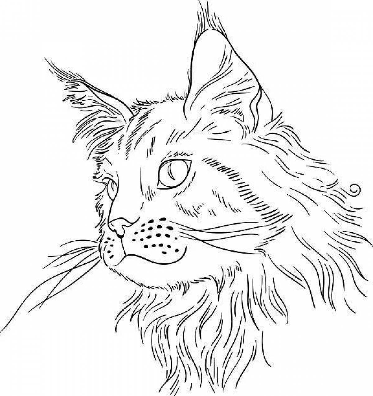 Coloring page adorable Maine Coon