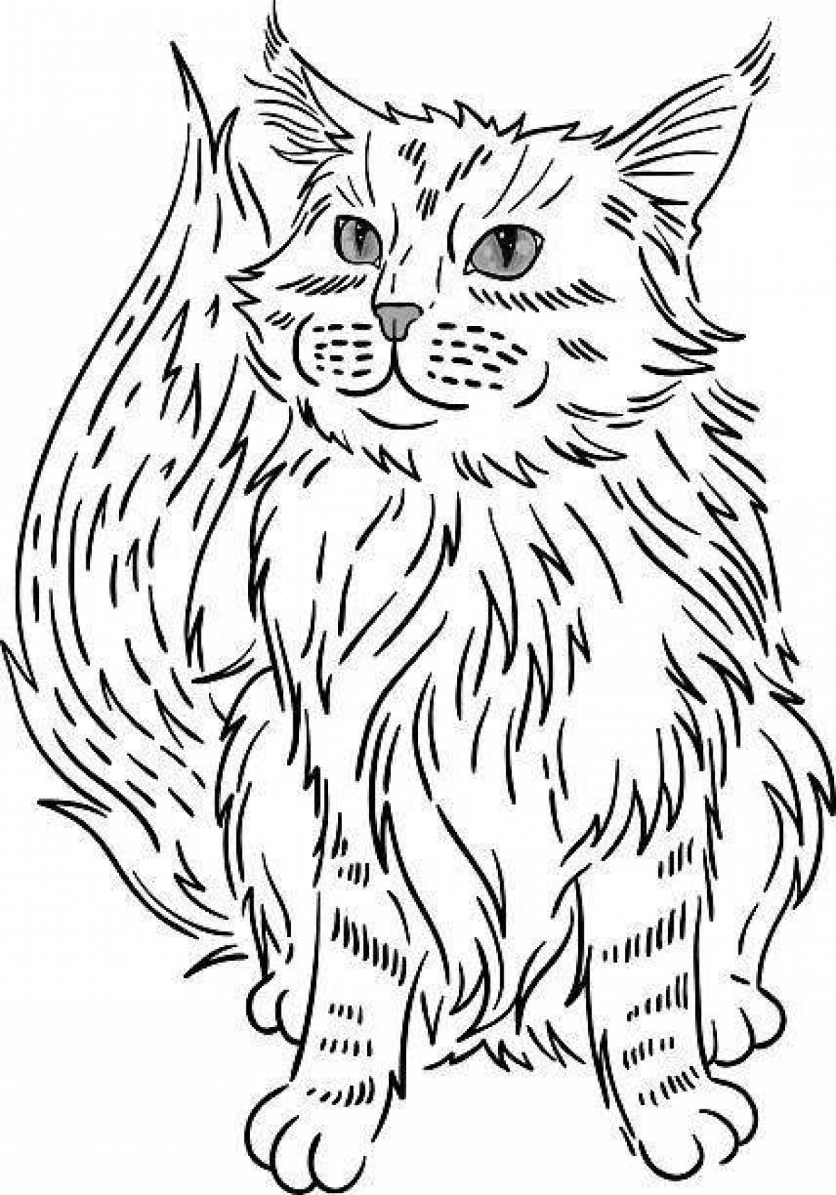 Maine Coon Live Coloring