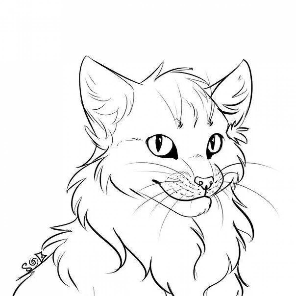 Colouring soft Maine Coon