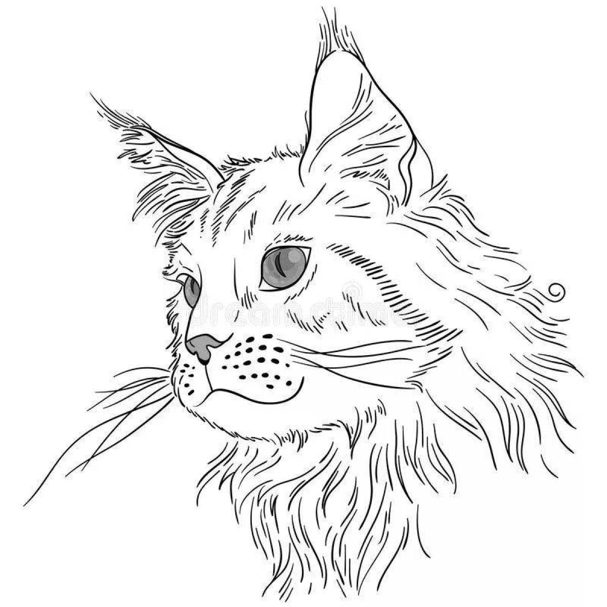 Soft Maine Coon coloring book