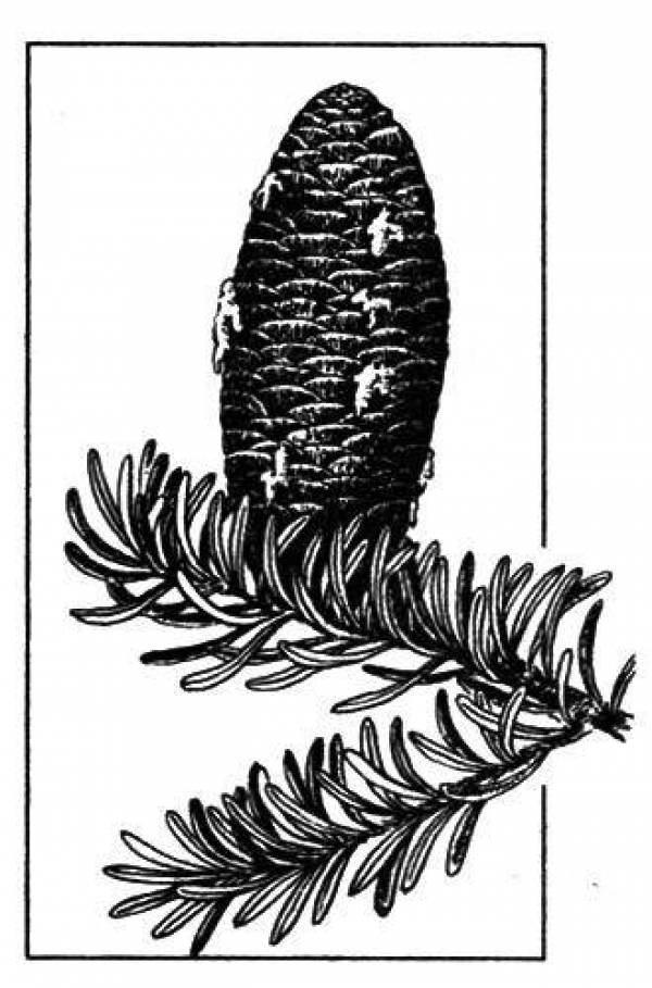 Пихта рисунок. Пихта Сибирская побеги с хвоей и почками;. Пихта Сибирская рисунок. Пихта Сибирская Abies sibirica рисунок. Пихта Сибирская — Abies sibirica Ledeb., 1833 рисунок.