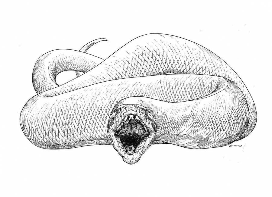 Coloring Pages Titanoboa (29 pcs) - download or print for free #12845