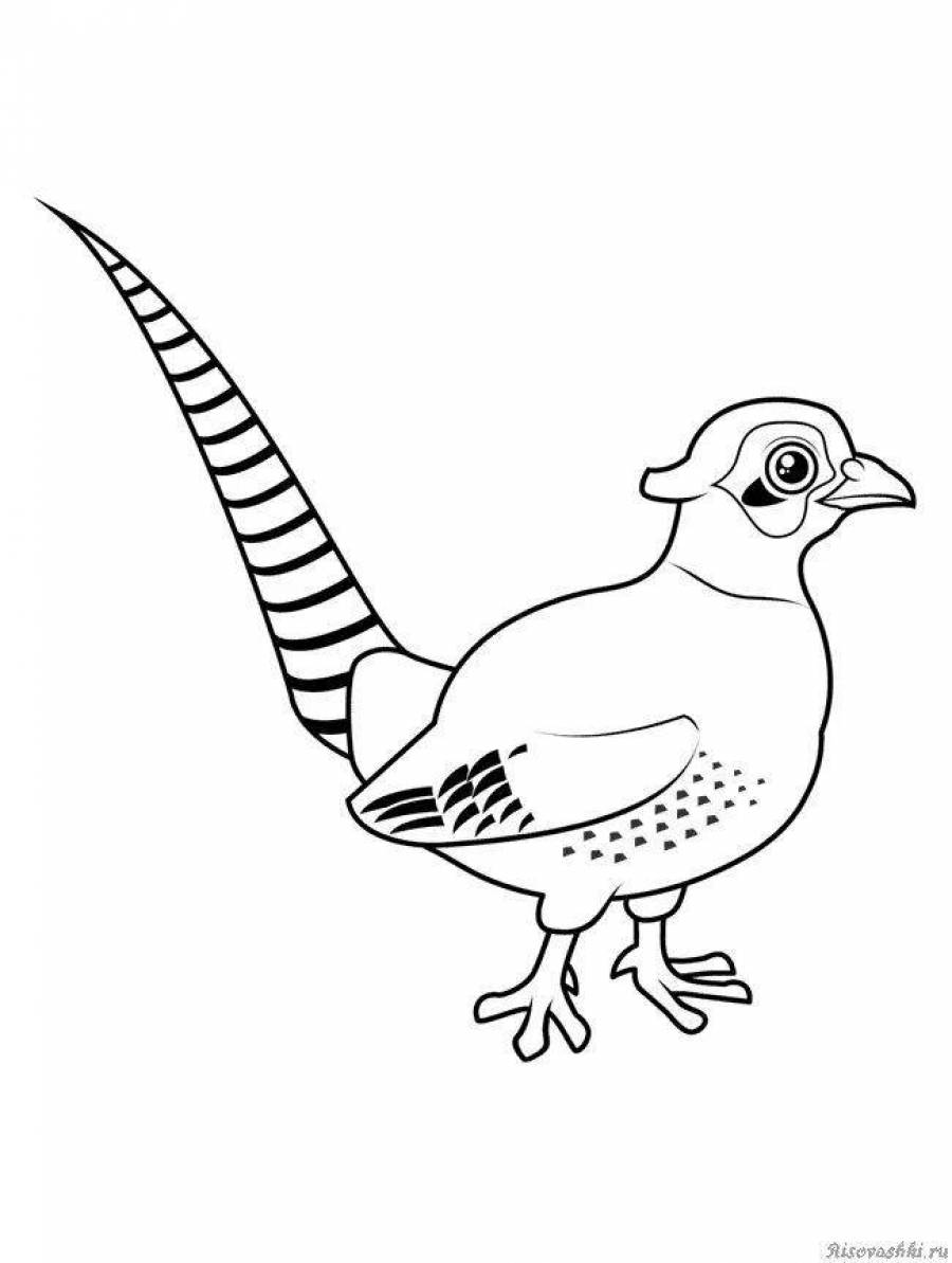 Птица фазан раскраска