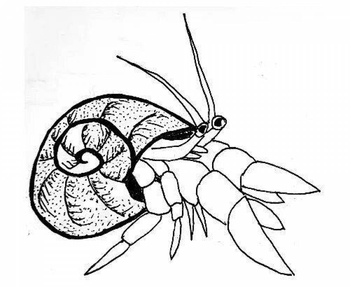 Краб отшельник раскраска