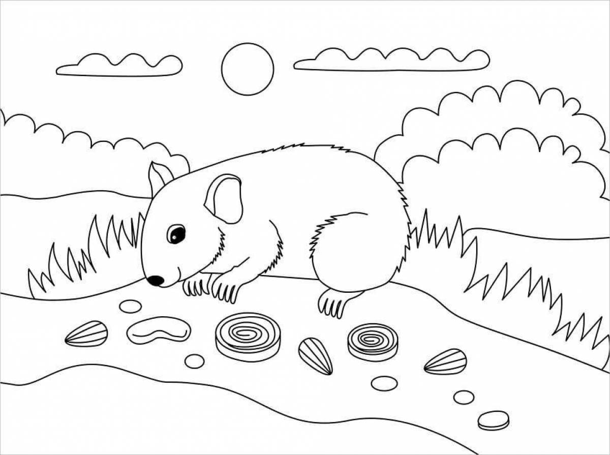 Fancy hamster coloring pages