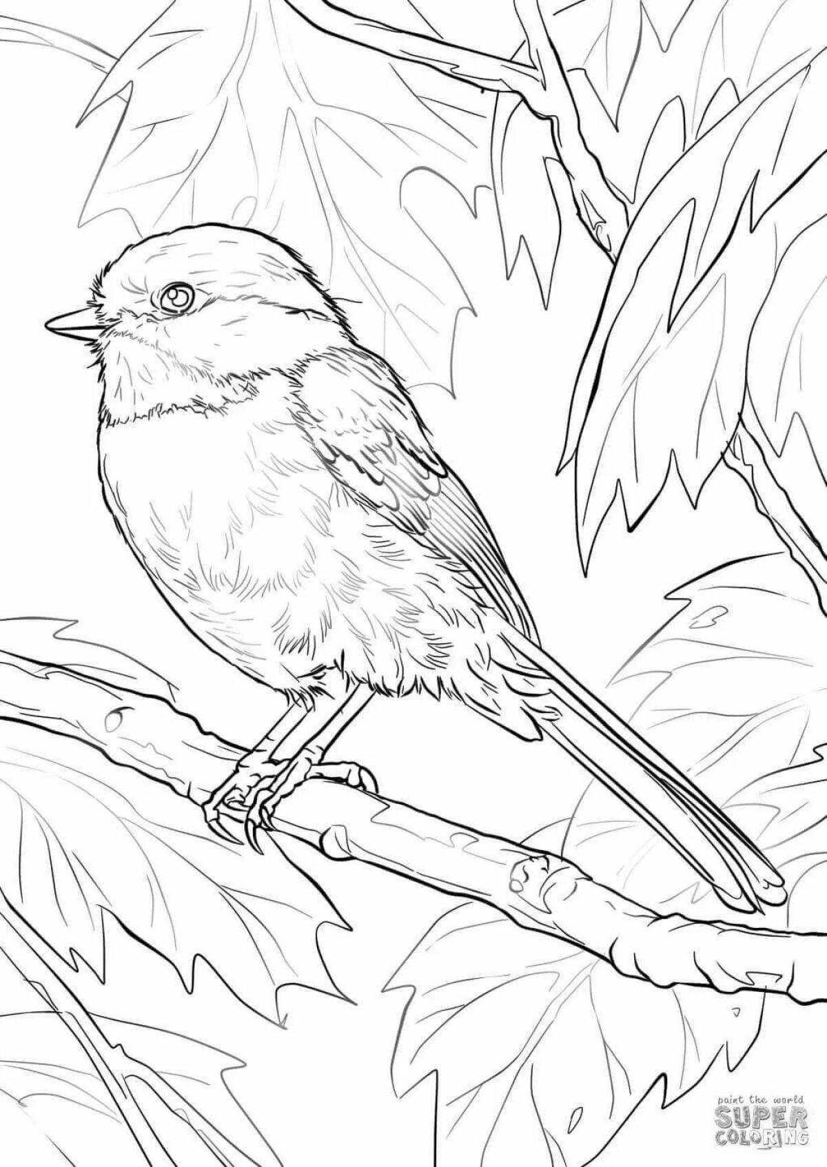 Delightful drawing of a titmouse