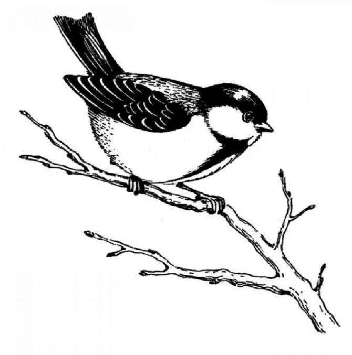 Delicate drawing of a titmouse