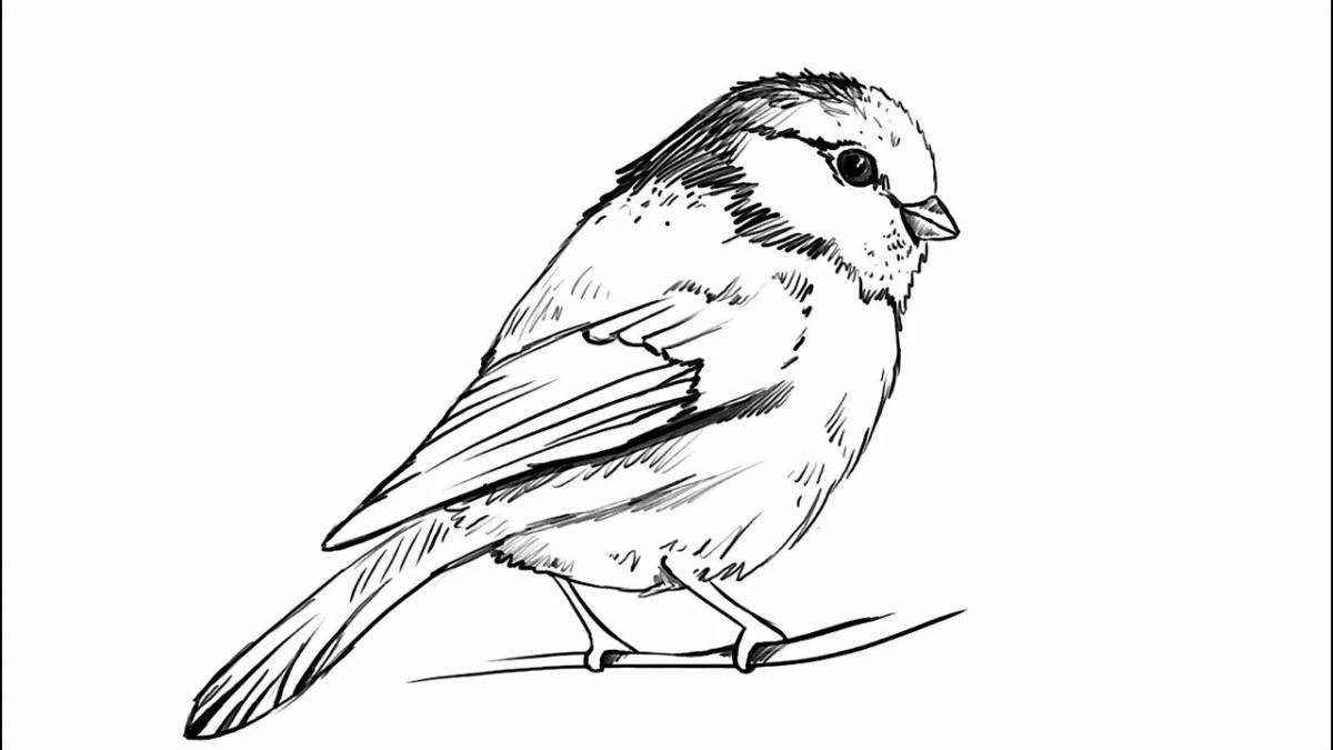 Inspirational drawing of a titmouse