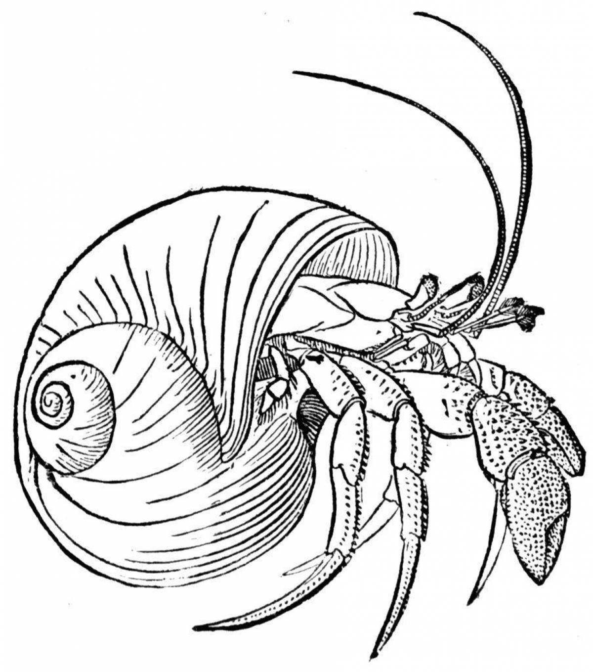 Great hermit crab coloring page