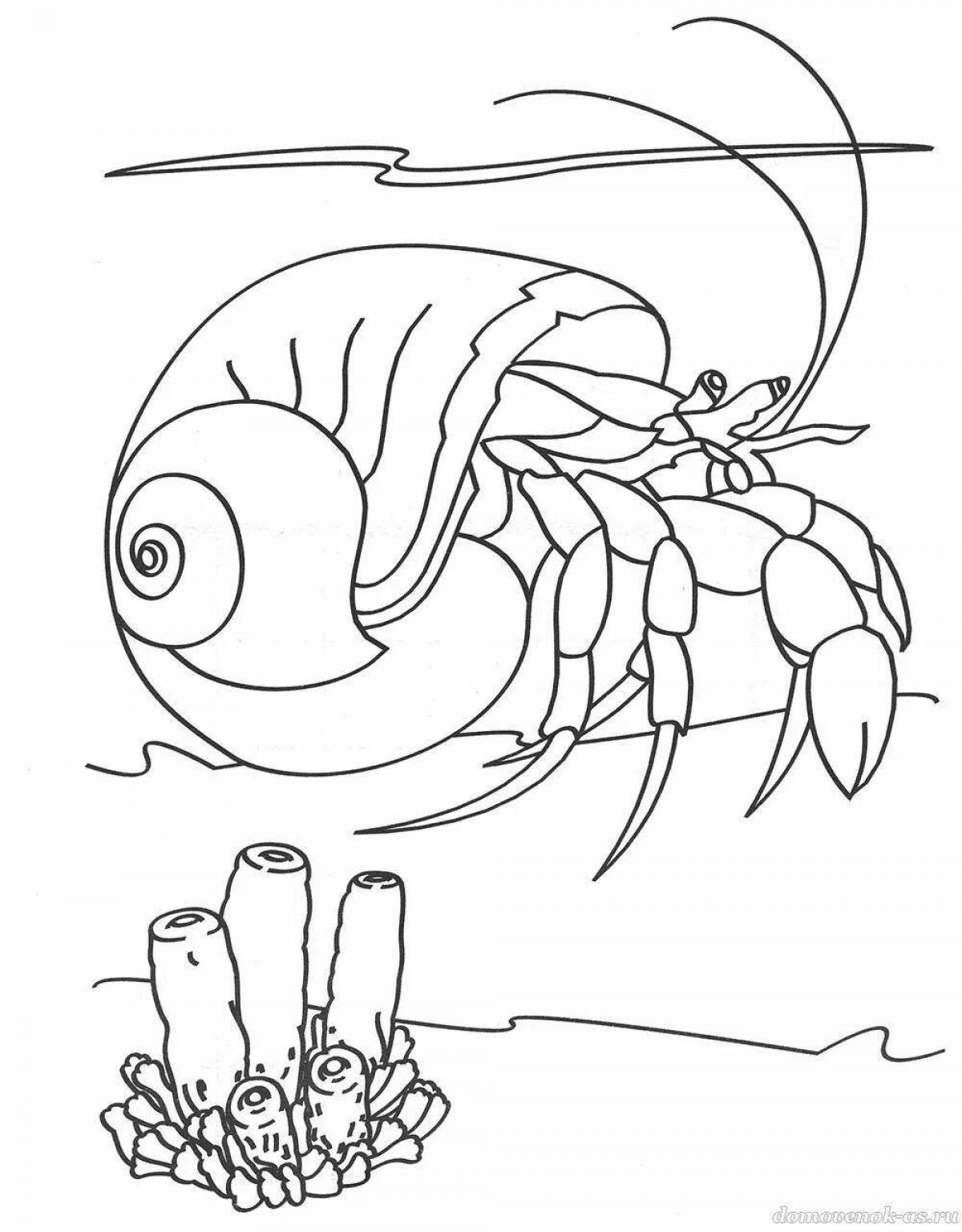 Coloring book exquisite hermit crab