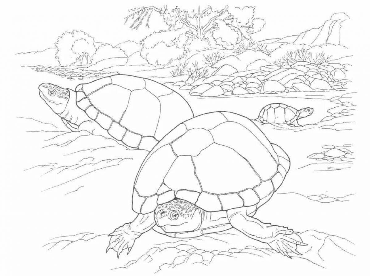 Shiny turtle coloring page