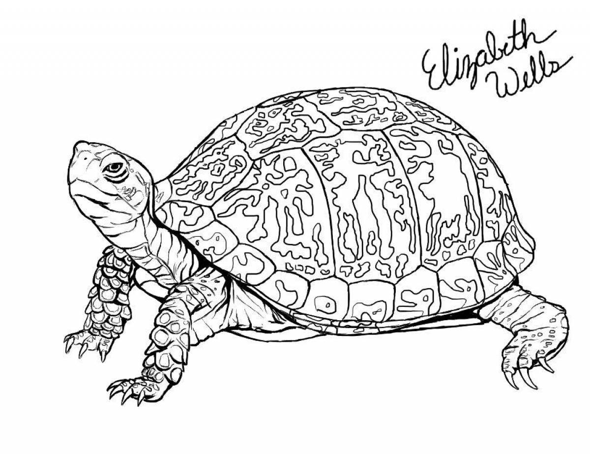 Fun coloring turtle