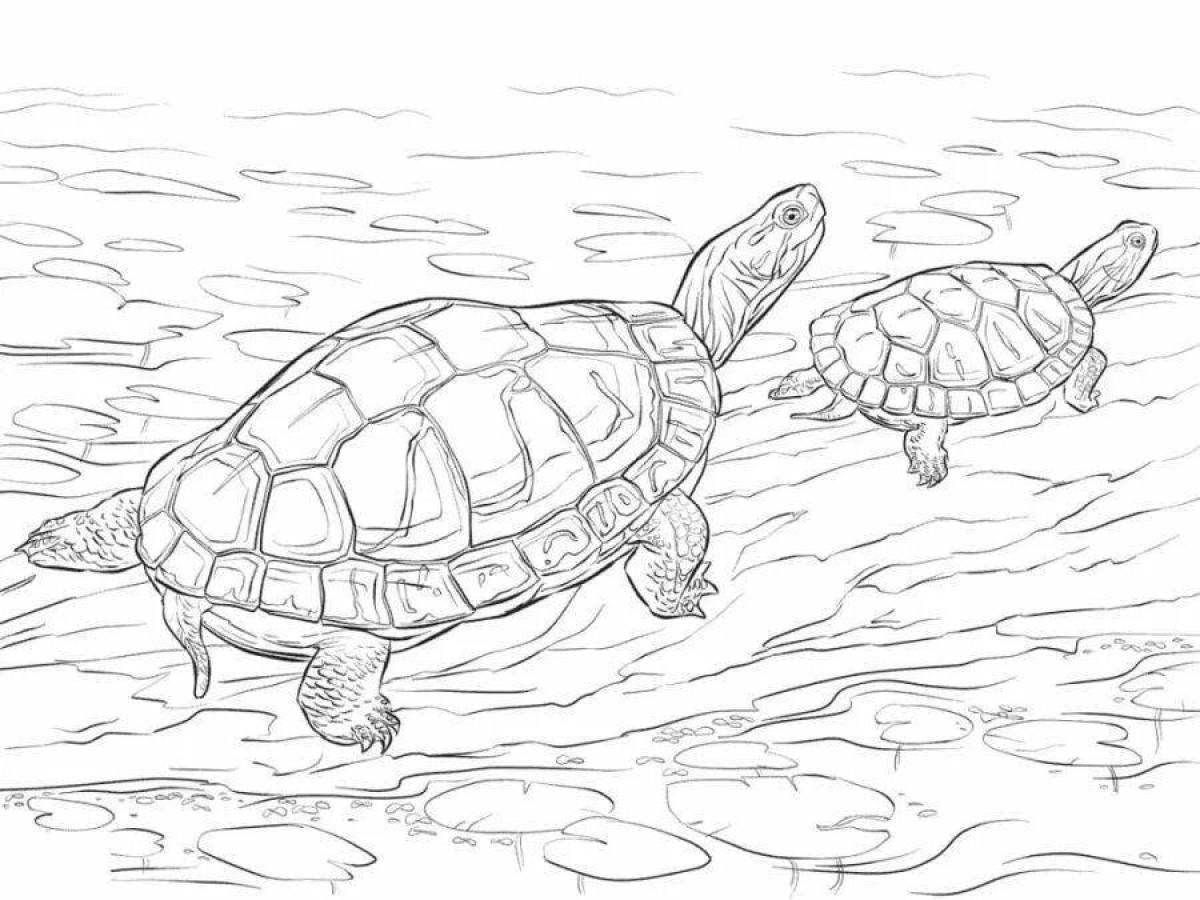 Анимированная страница раскраски черепахи