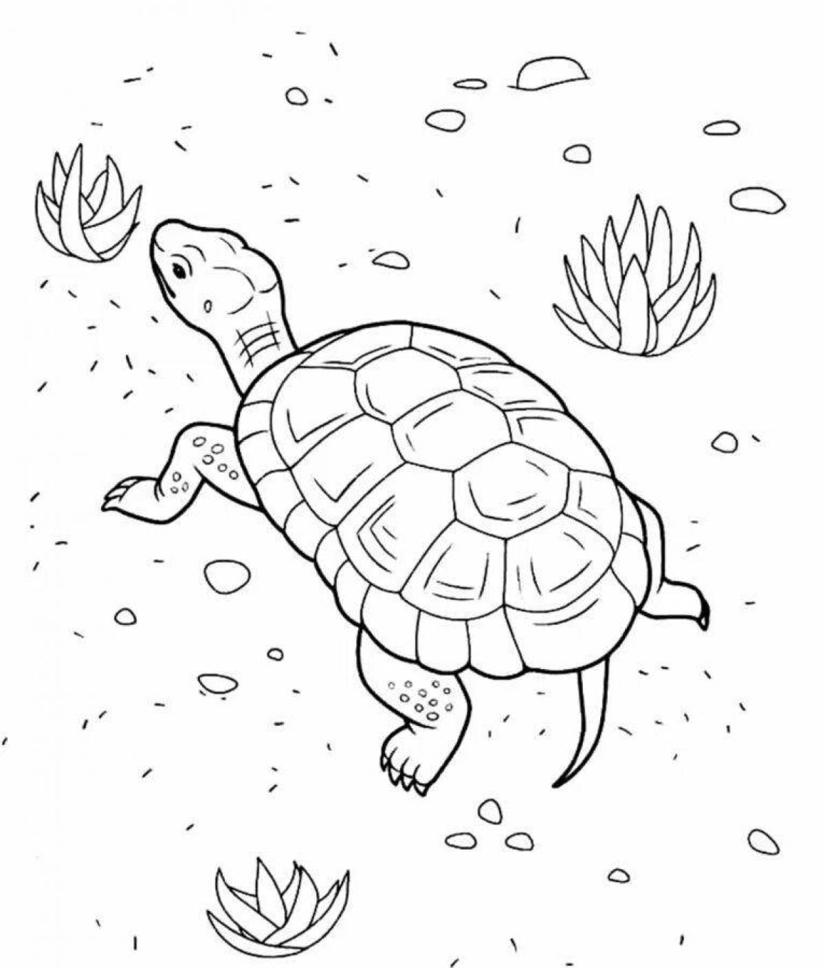 Impressive turtle coloring book