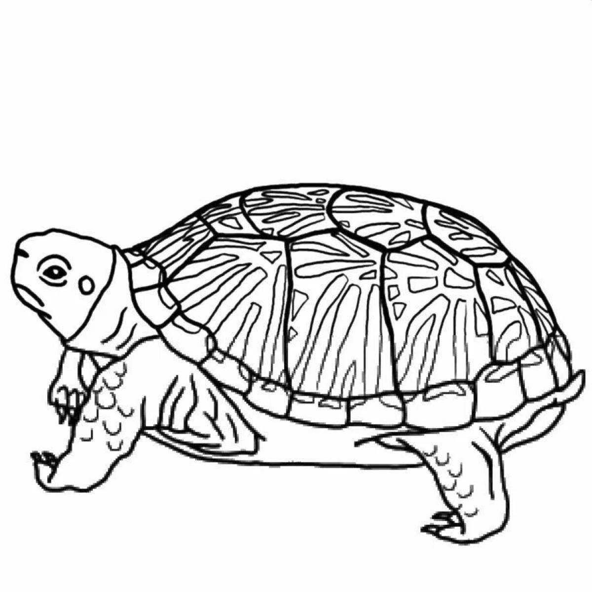 Картинка раскраска черепаха