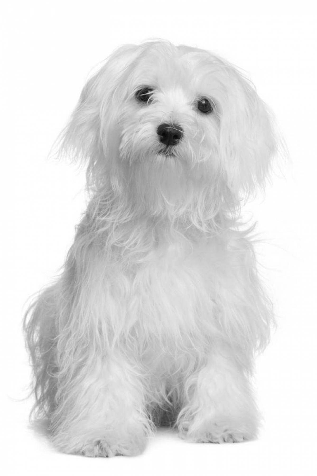 Beautiful Maltese coloring book