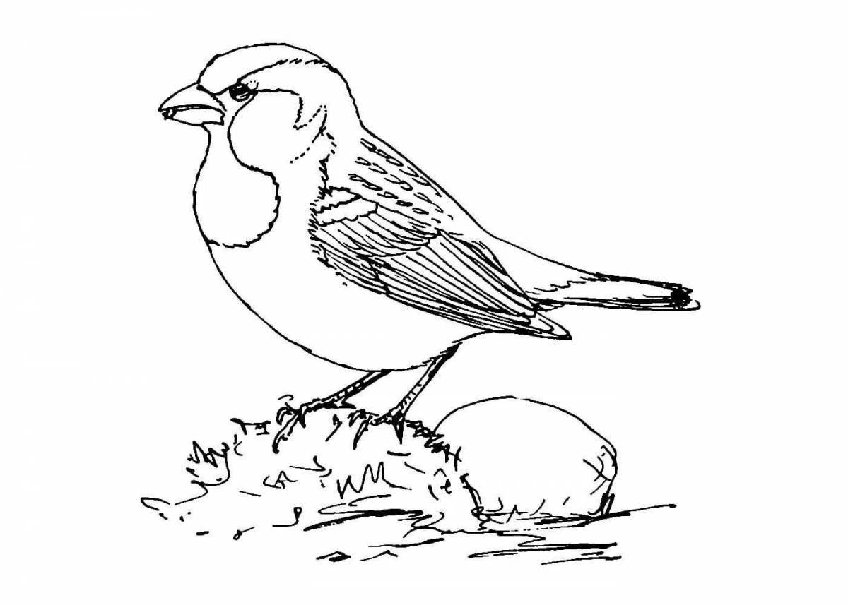Brilliant sparrow in winter coloring book