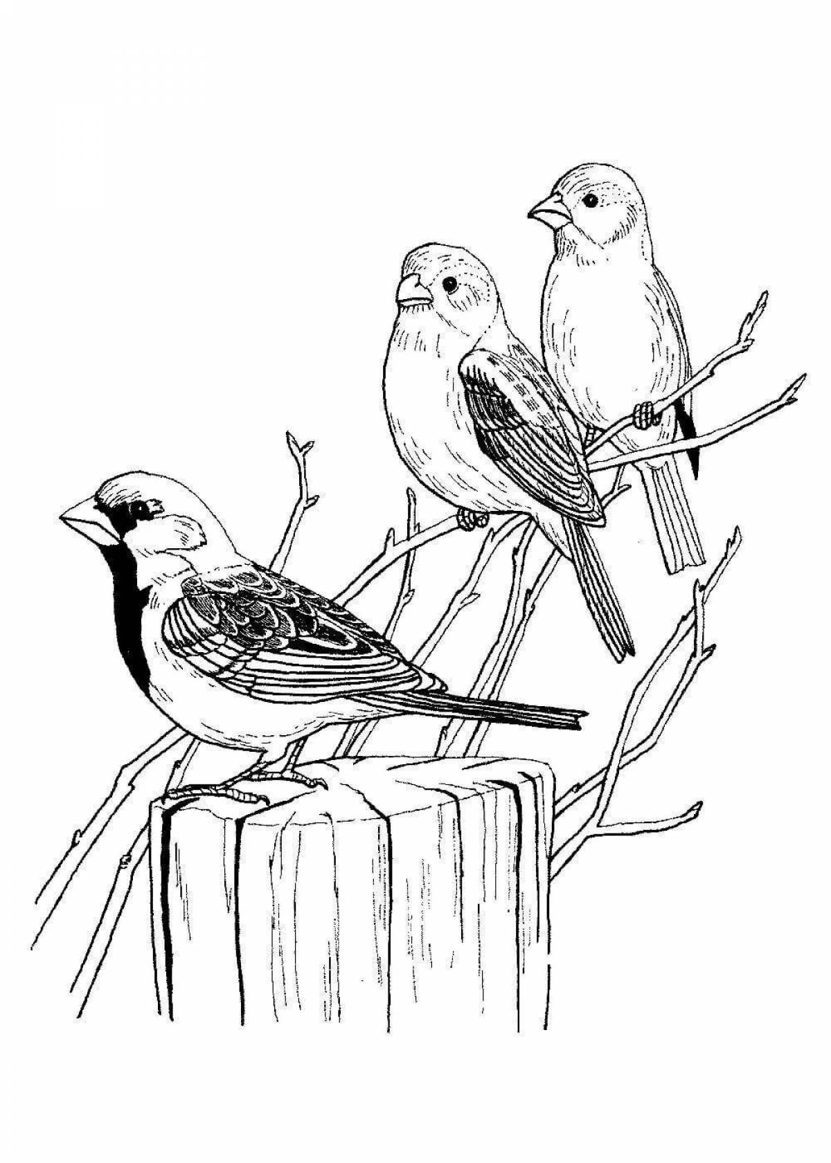 Calm sparrow in winter coloring page