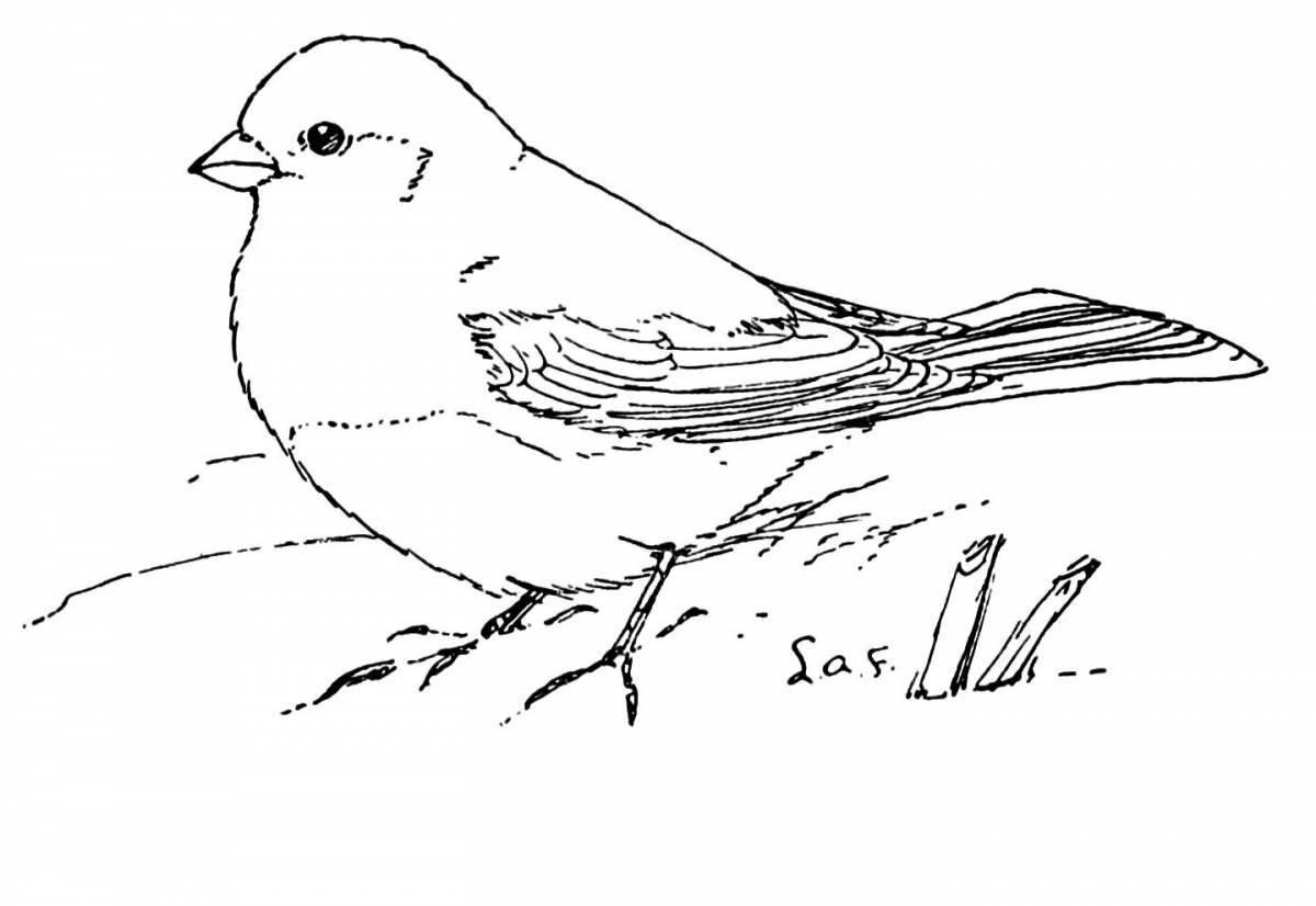 Winter sparrow coloring book