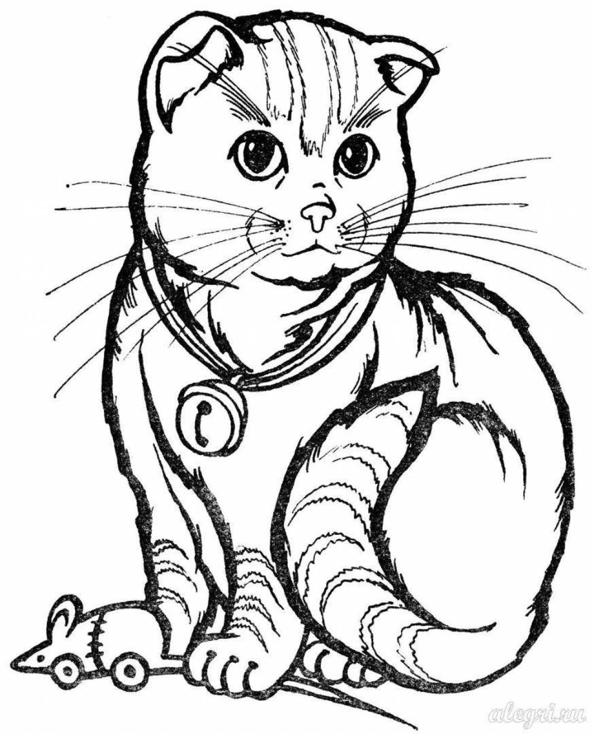 Coloring page charming scottish cat