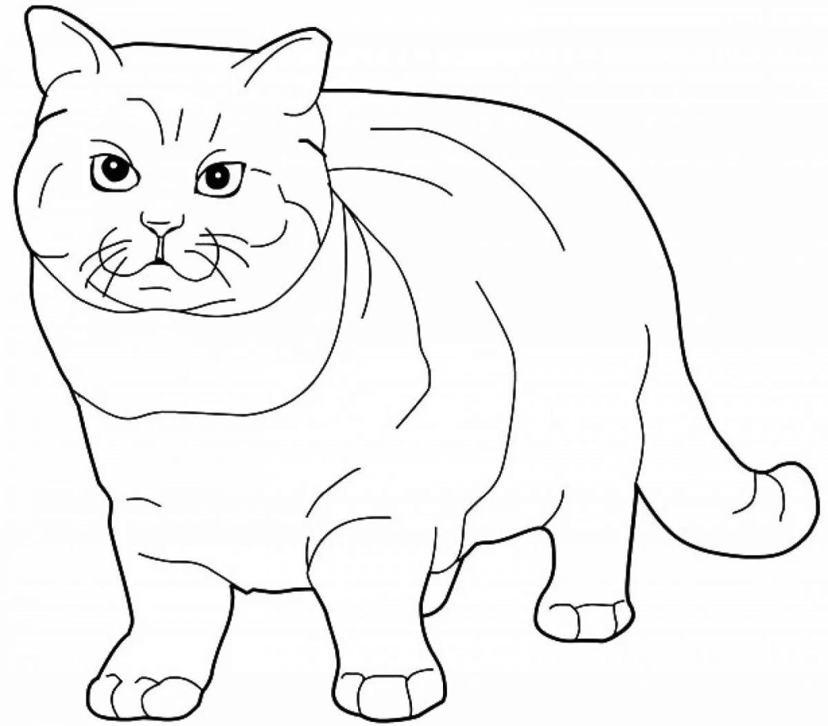 Coloring page graceful scottish cat