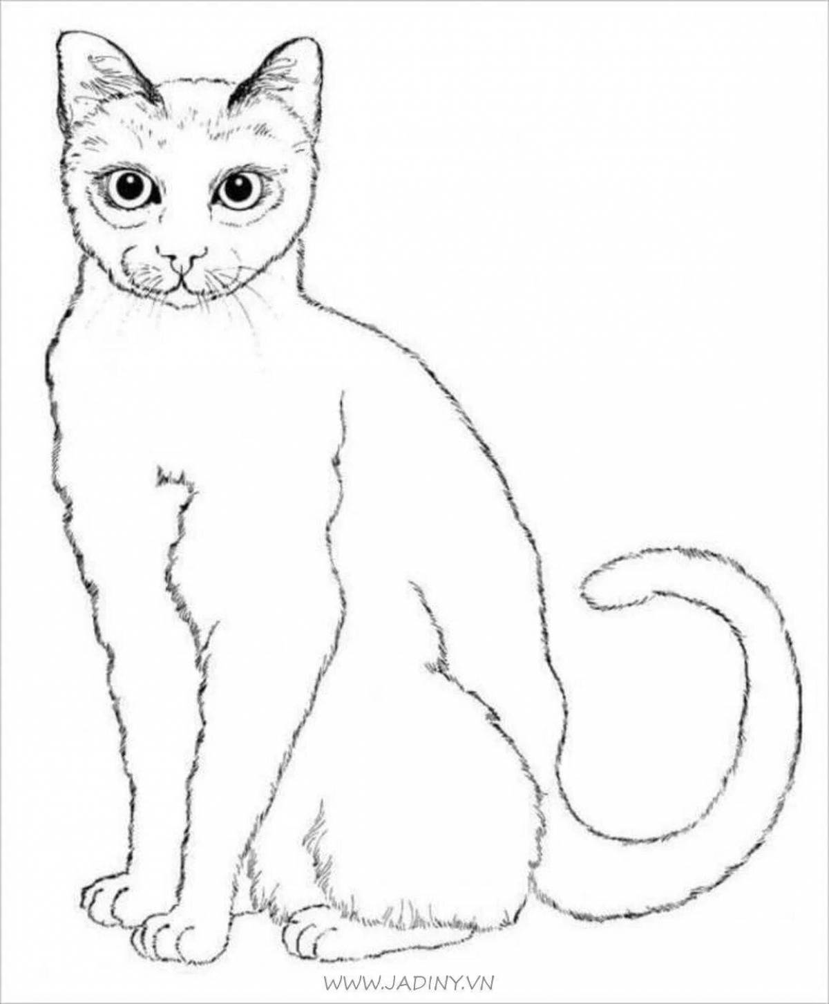 Coloring page inquisitive scottish cat