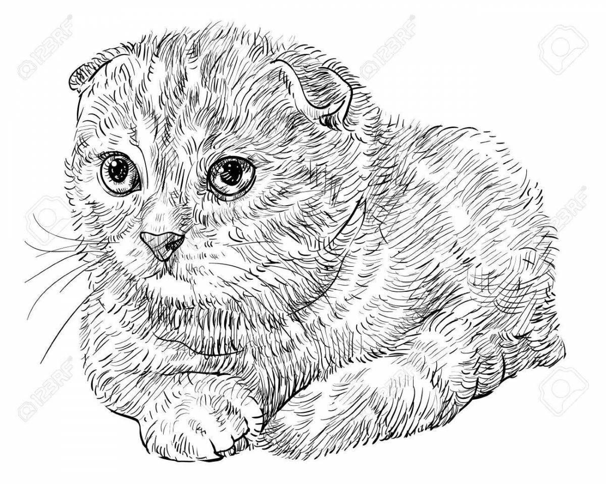 Забавная раскраска шотландского кота