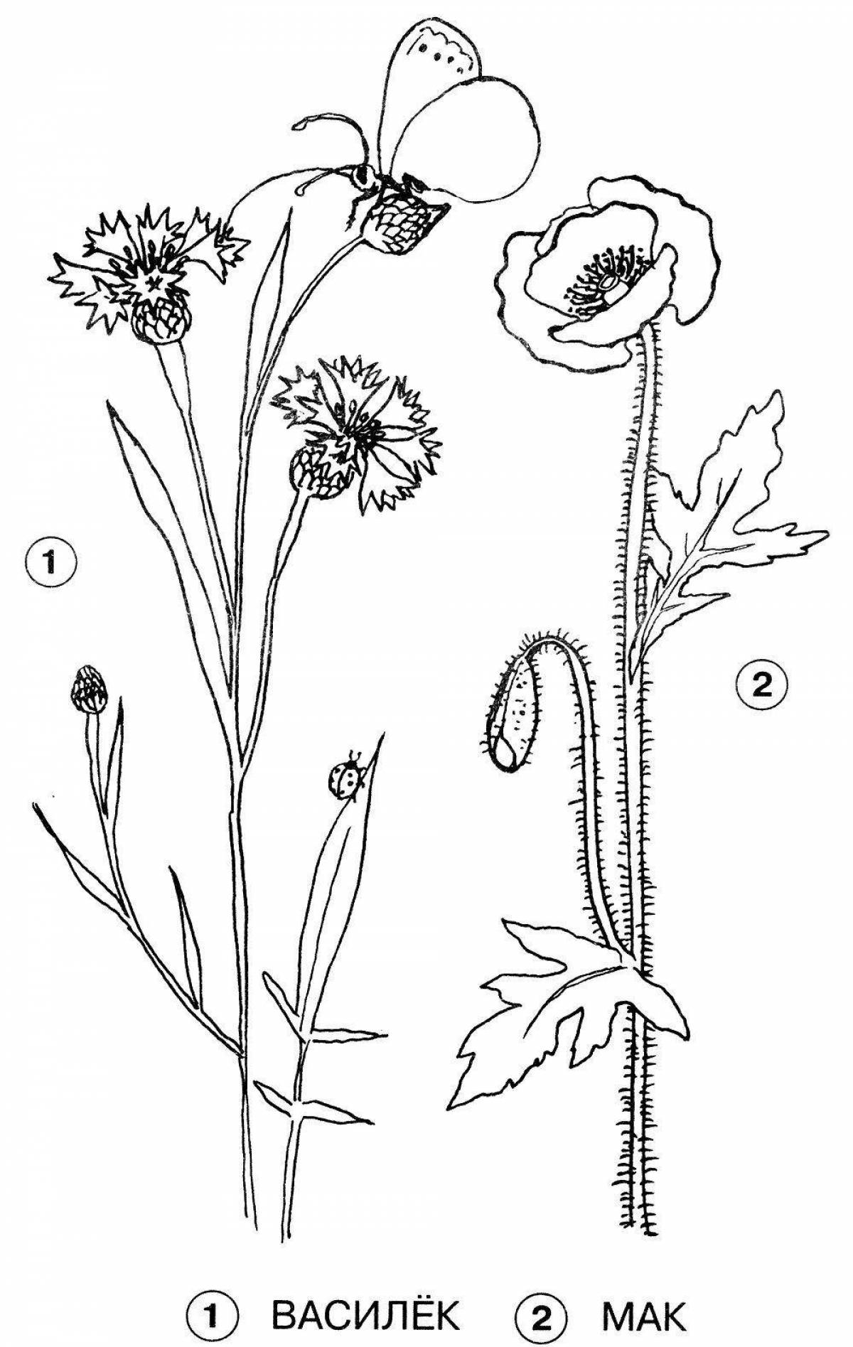 Fun coloring wild plants