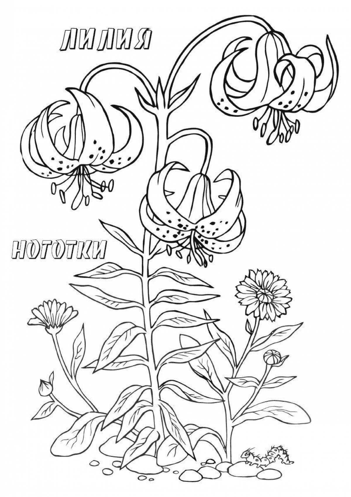 Charming coloring wild plants