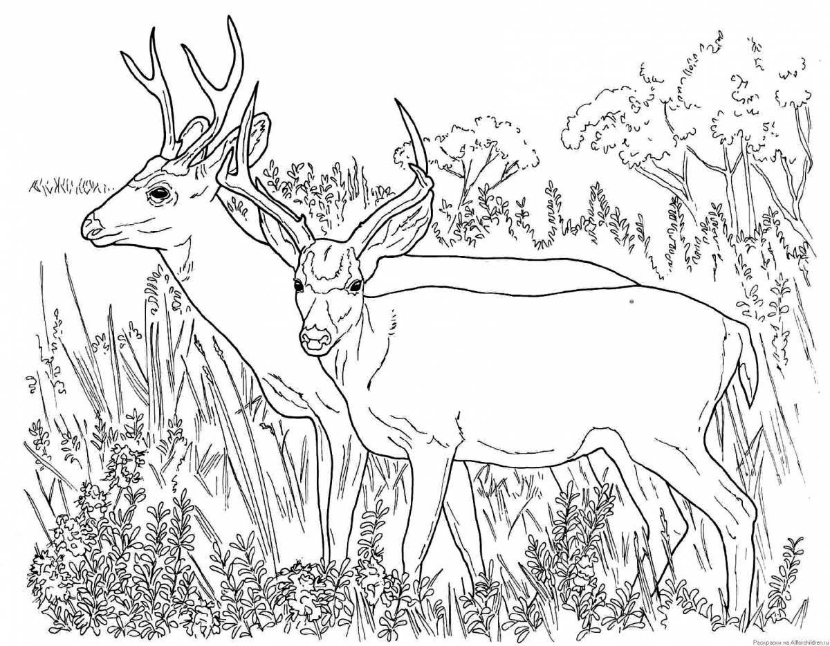Coloring page magnificent red deer