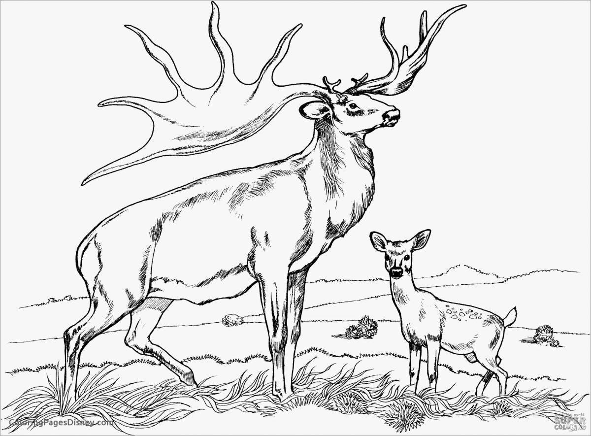 Great red deer coloring book