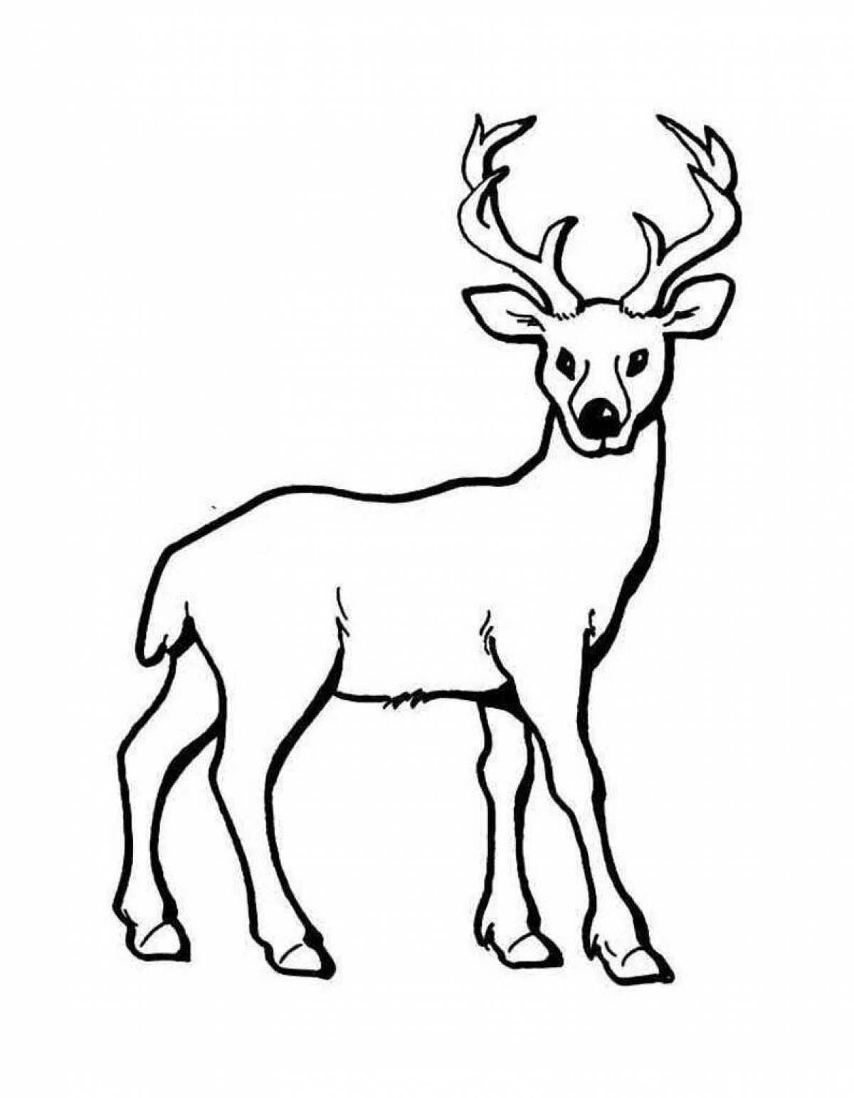 Red deer coloring page grace