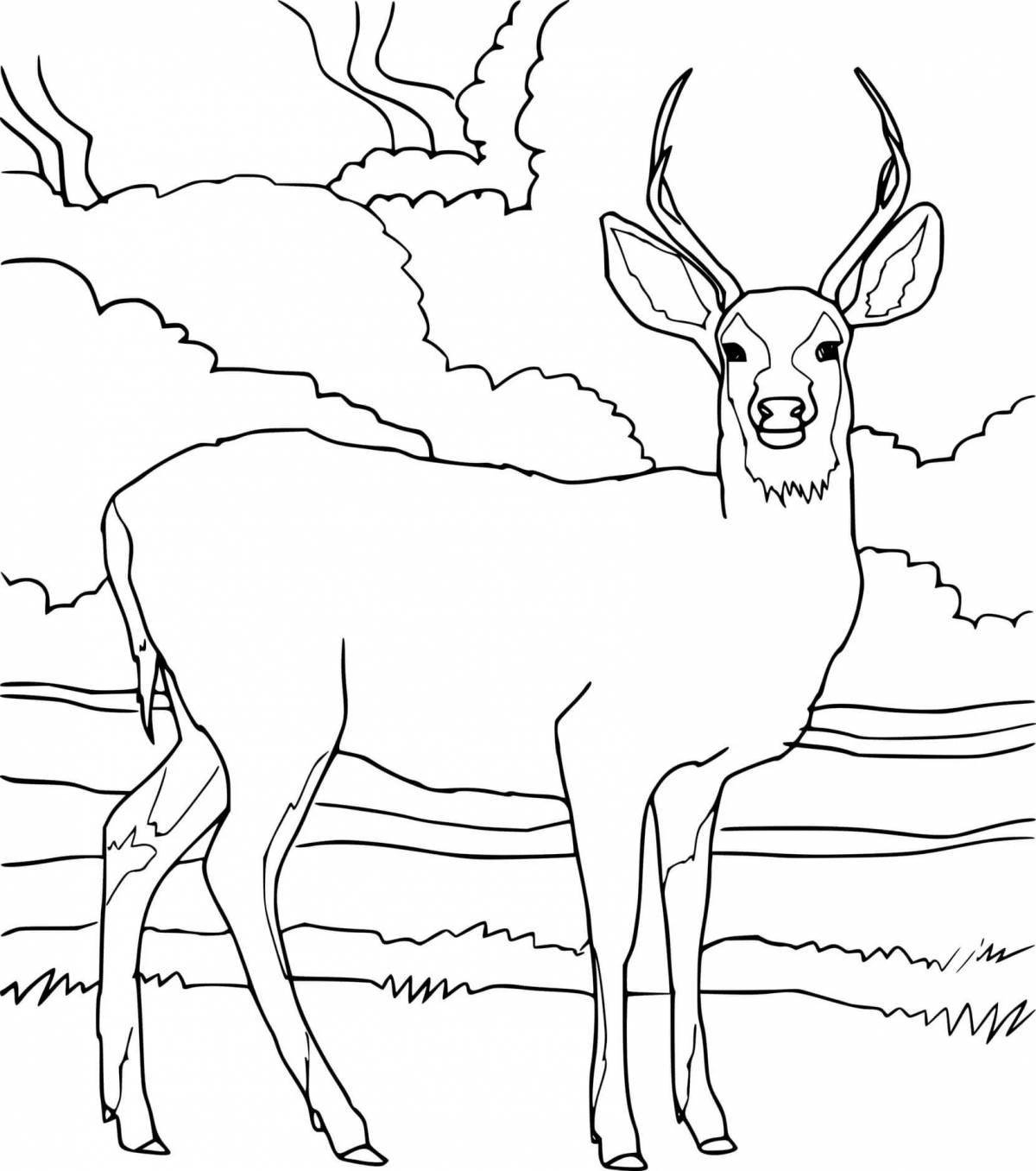 Red deer coloring balance page