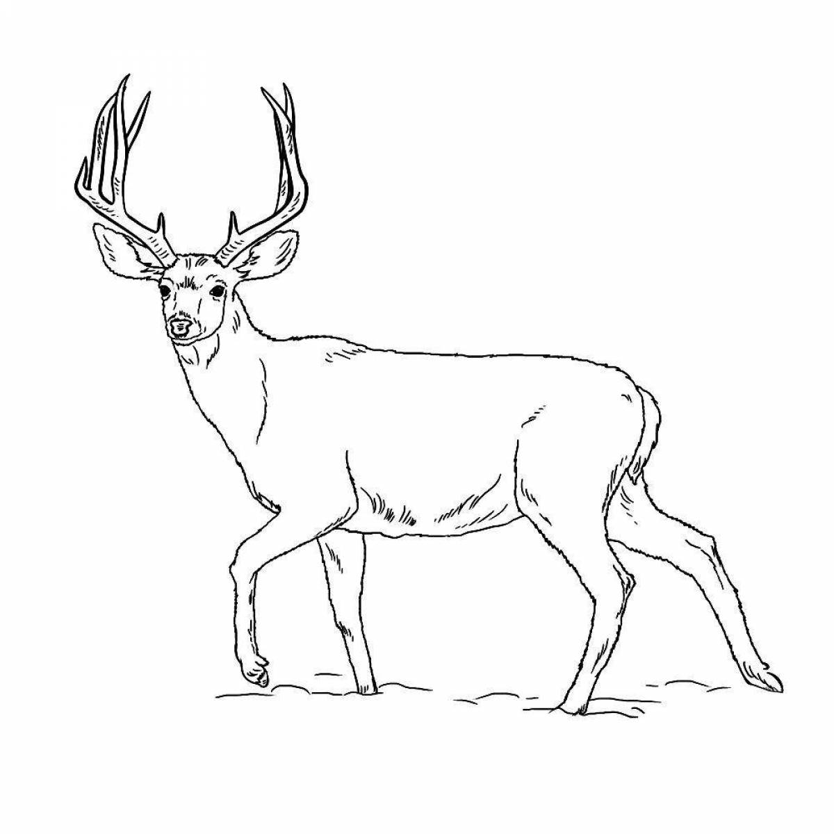 Red deer coloring wealth page