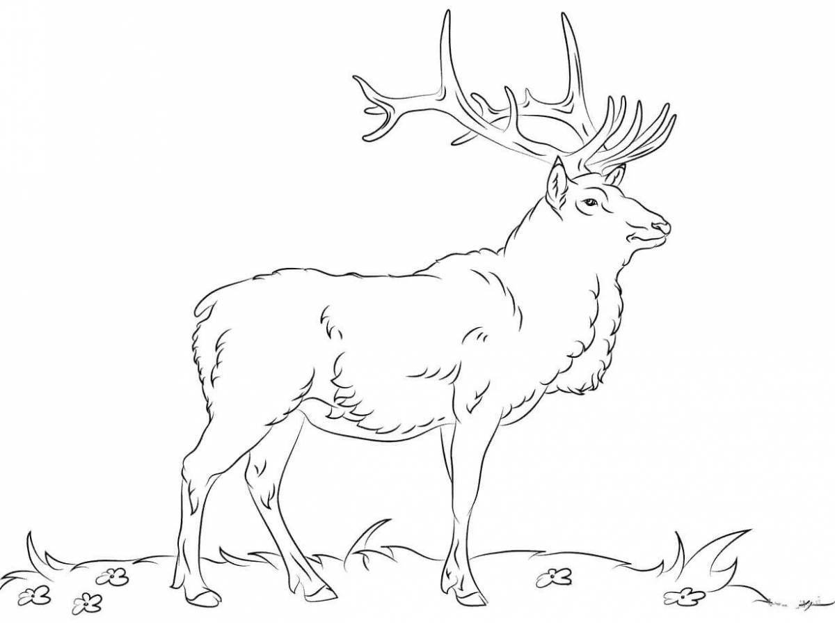 Coloring deer luxury