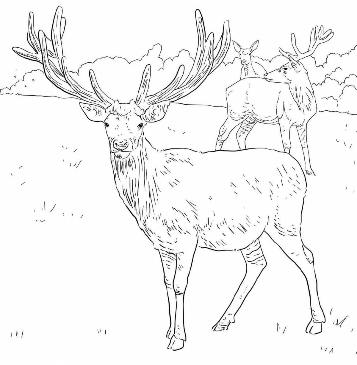 Red deer pomp coloring page