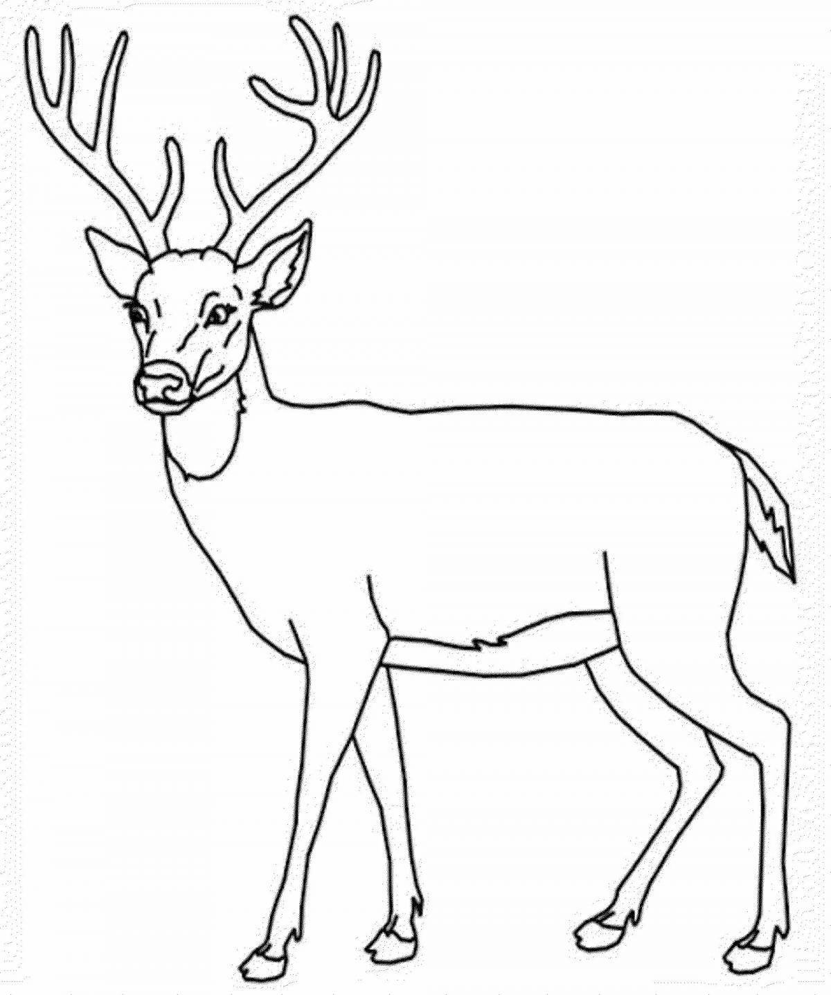 Coloring red deer of royalty