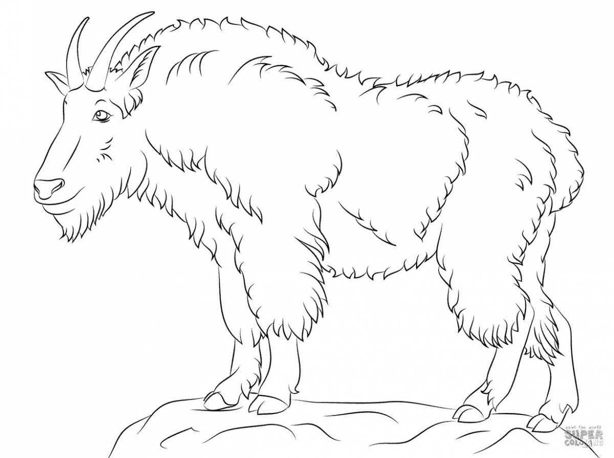 Coloring majestic mountain goat