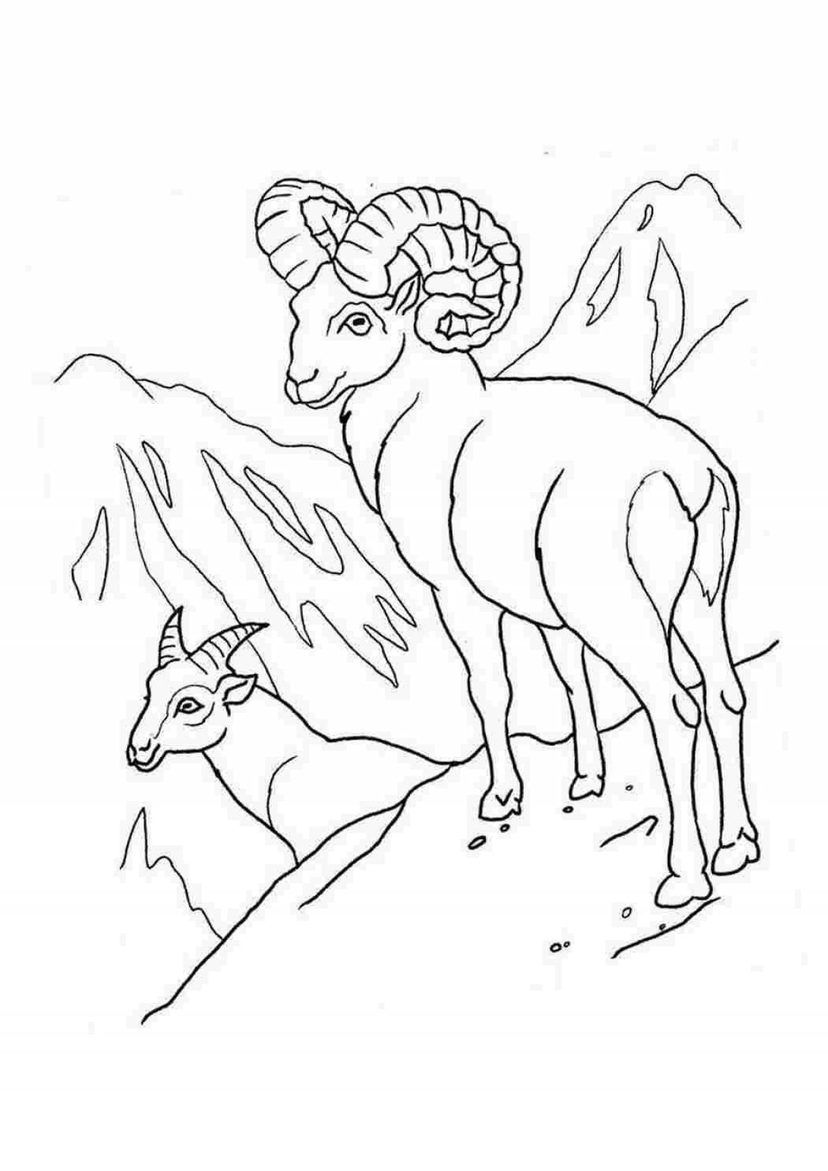 Coloring book royal mountain goat