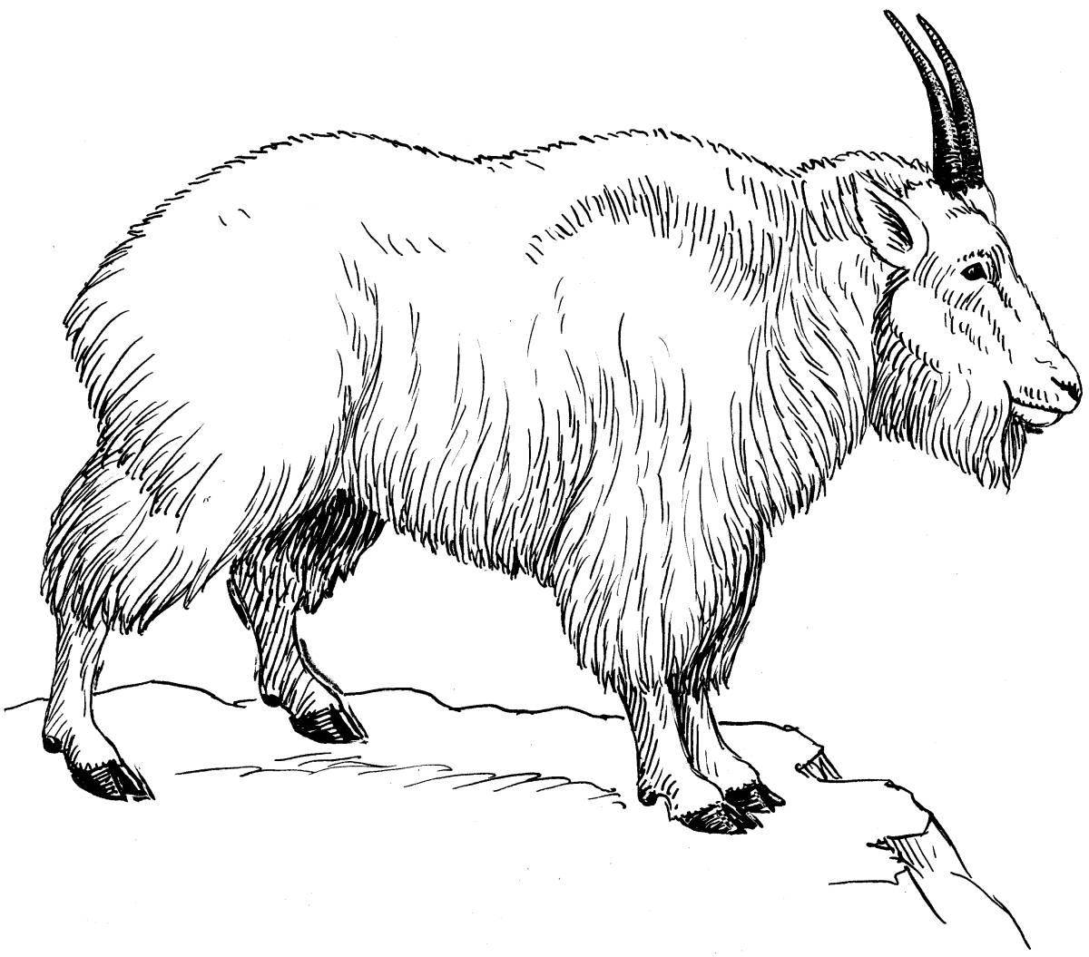 Coloring noble mountain goat