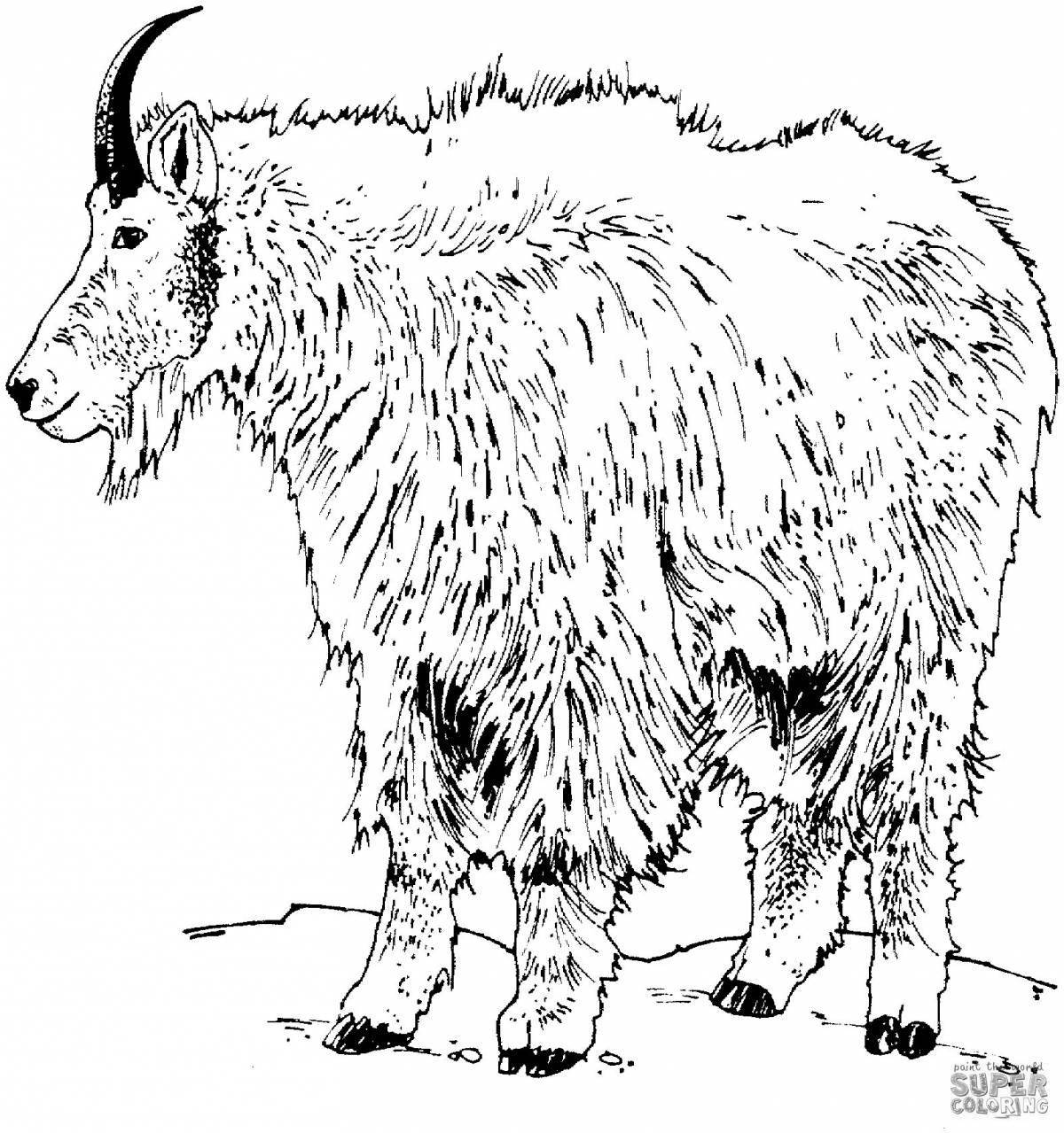 Coloring elegant mountain goat