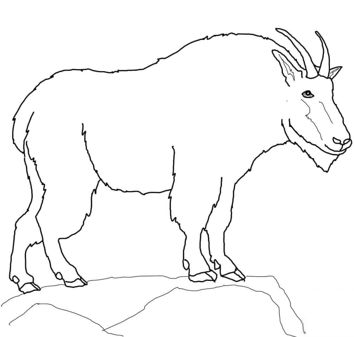Coloring book exquisite mountain goat
