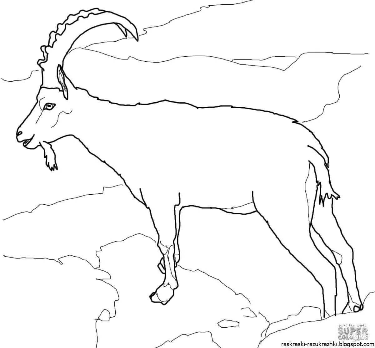 Coloring live mountain goat