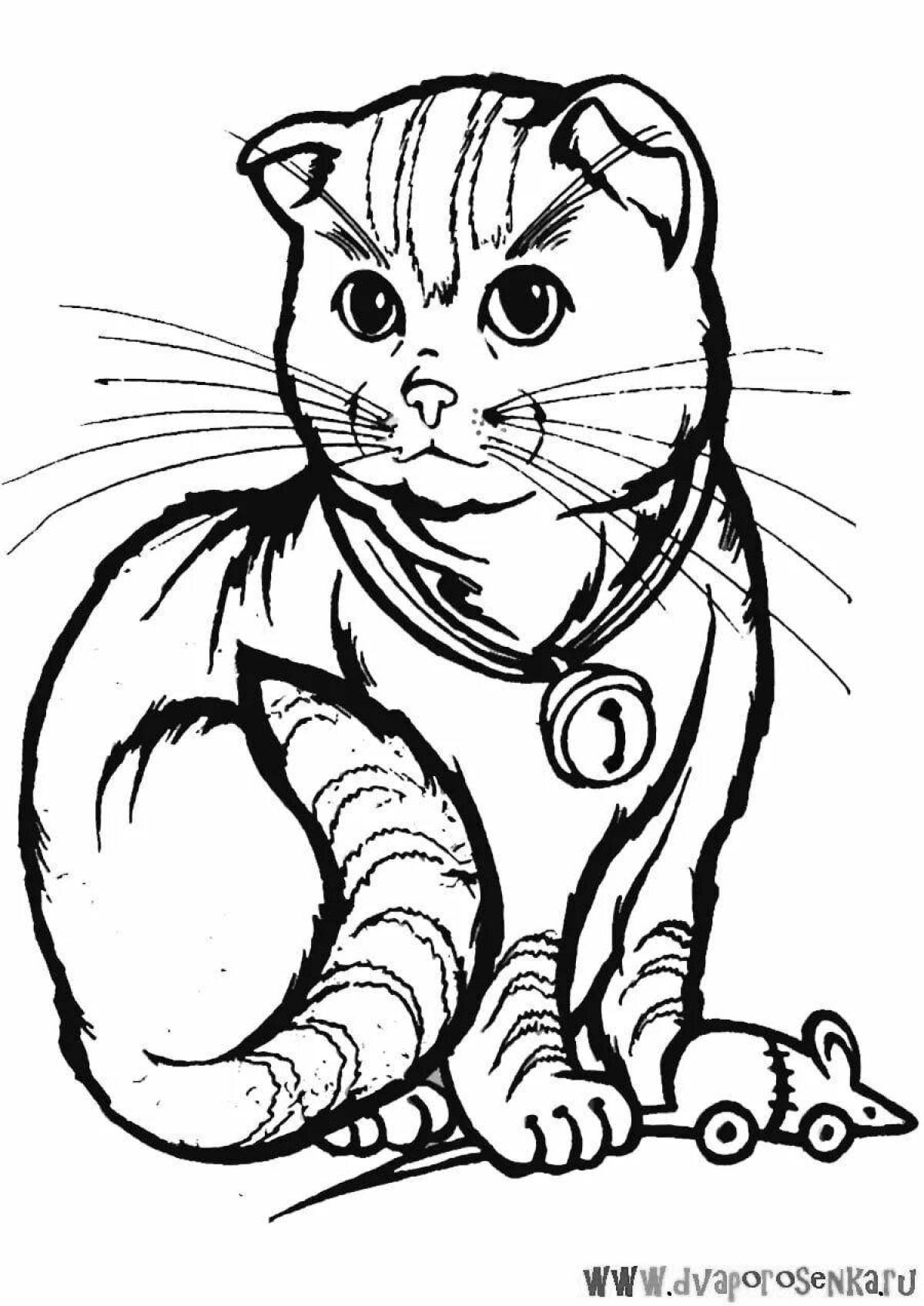 Colorful scottish cat coloring page