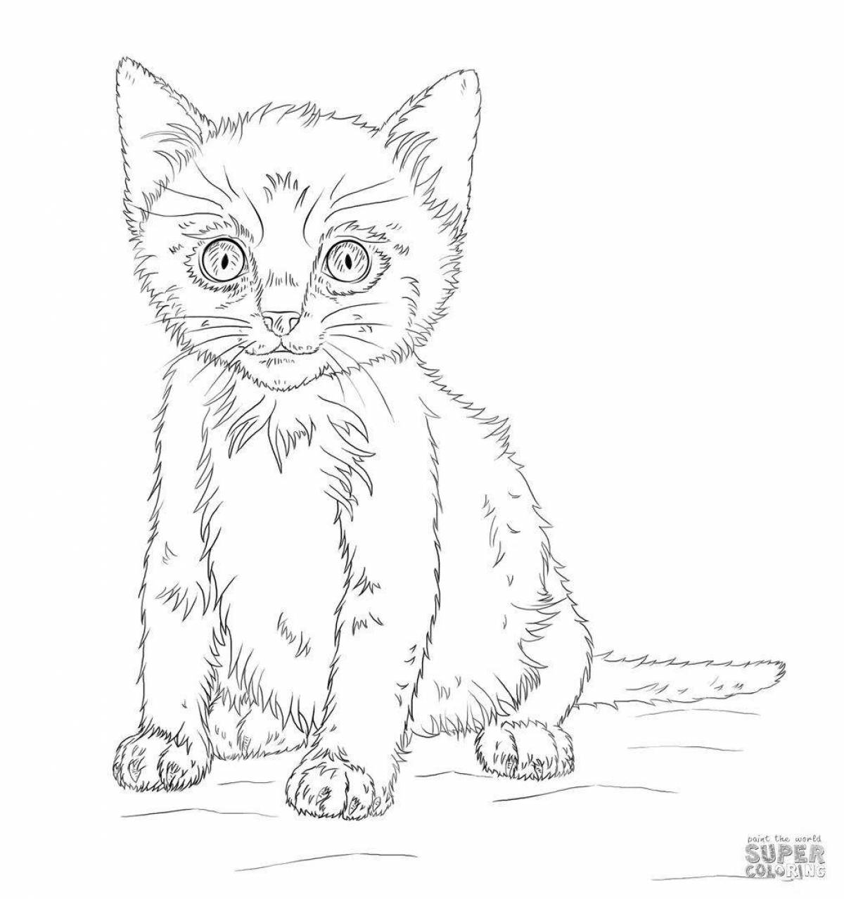 Scottish cat coloring page