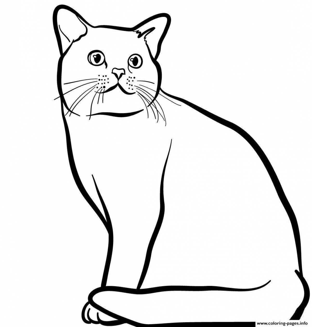 Coloring book bold Scottish cat